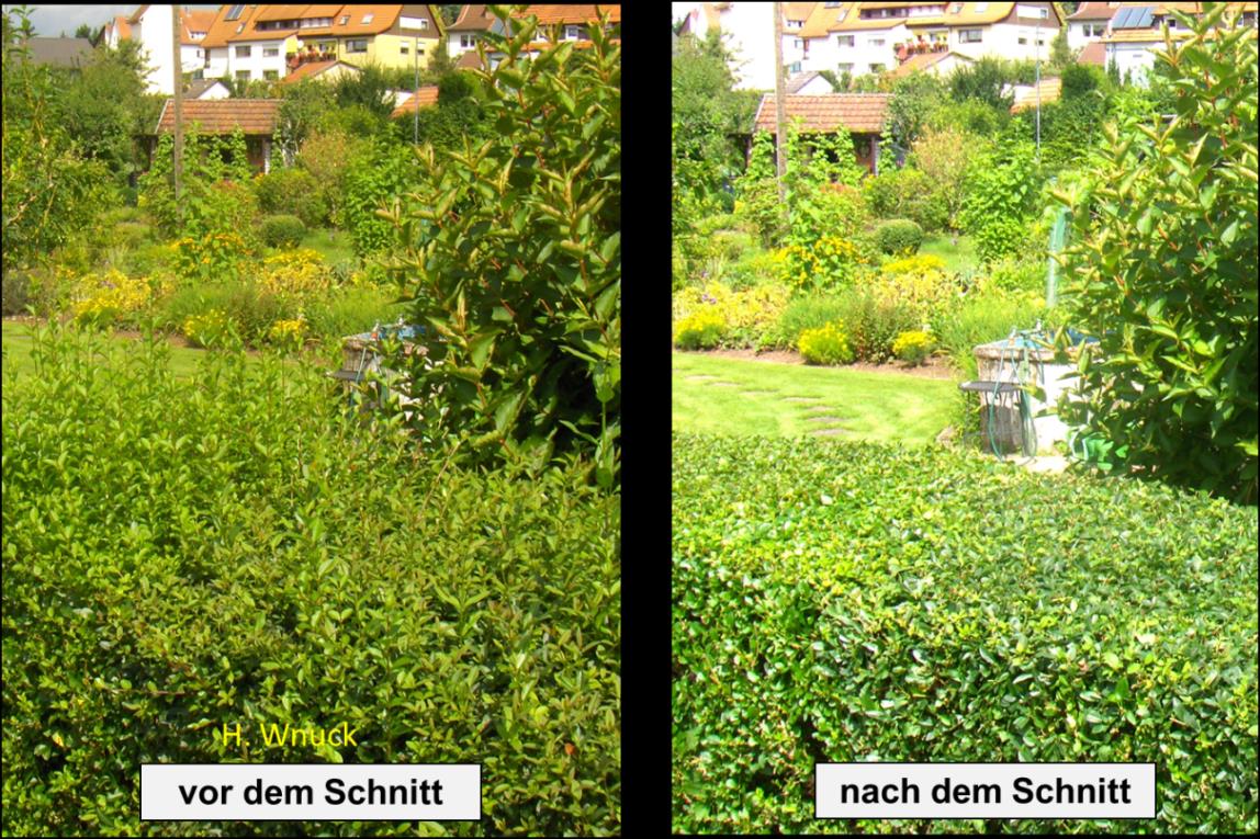 files/Redaktion/Gartentipps/Bilder/JAHR 2014/Heckenschnitt im August.jpg
