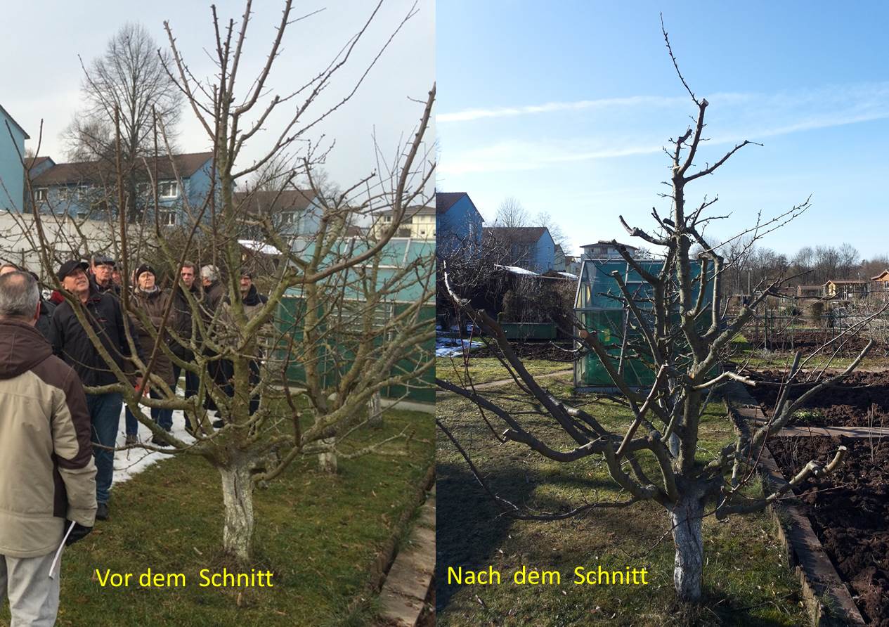 files/Redaktion/Gartentipps/Bilder/JAHR 2015/Winter Baumschnitt Bruehl.jpg