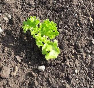 files/Redaktion/Gartentipps/Bilder/JAHR 2016/Salat pflanzen Maerz 2017.jpg
