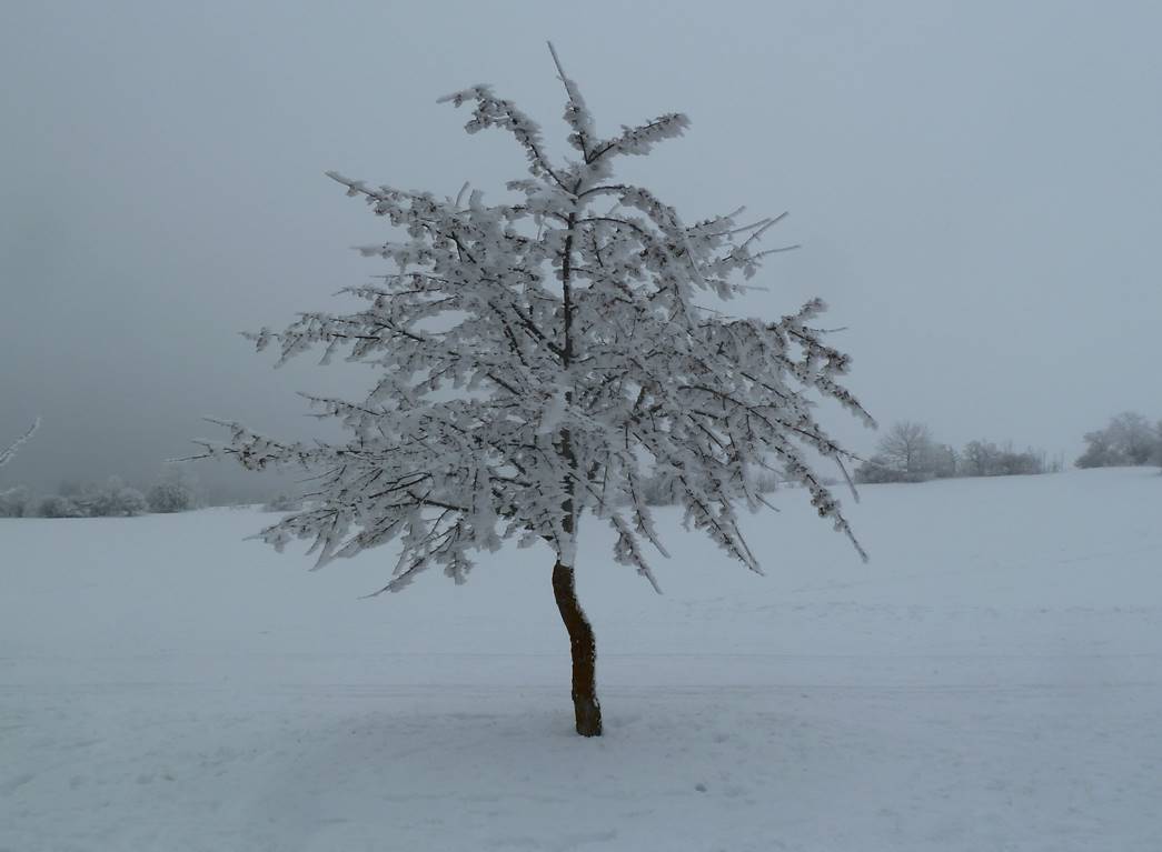 files/Redaktion/Gartentipps/Bilder/Jahr 2017/Baum im Winter.jpg