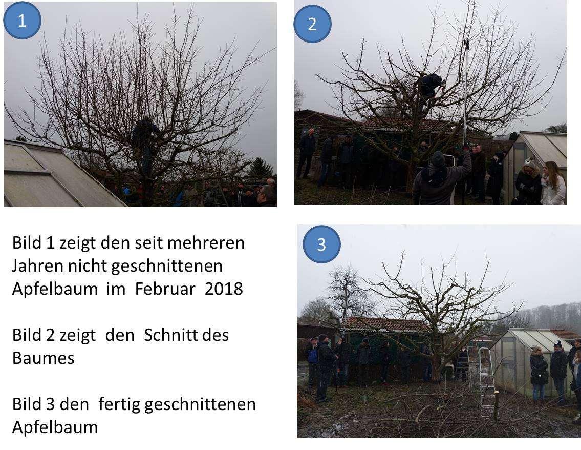 files/Redaktion/Gartentipps/Bilder/Jahr 2017/Baumschnit Forfuehrung Februar.jpg