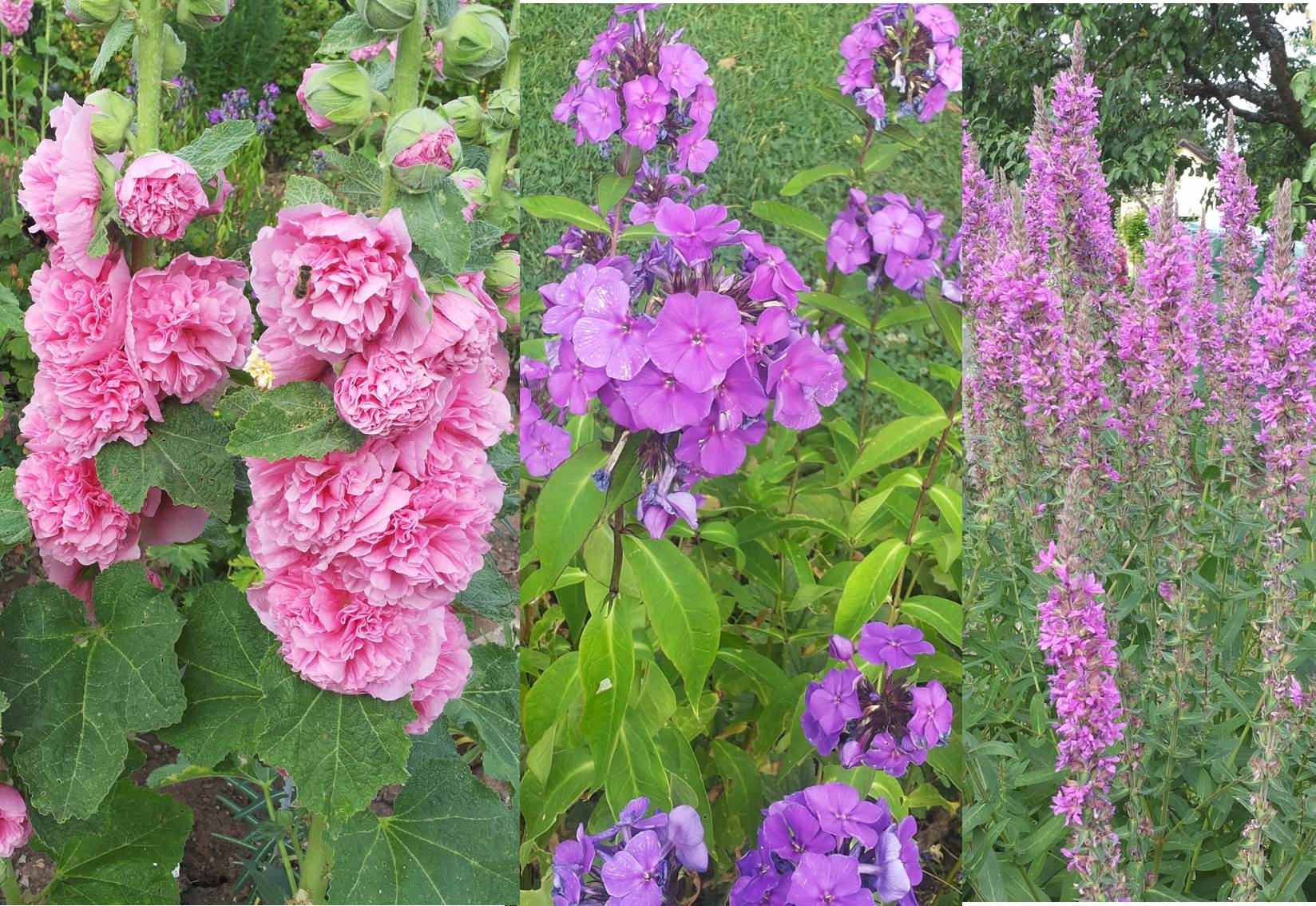files/Redaktion/Gartentipps/Bilder/Juli 2015/Blumenpracht in meinem Garten.jpg